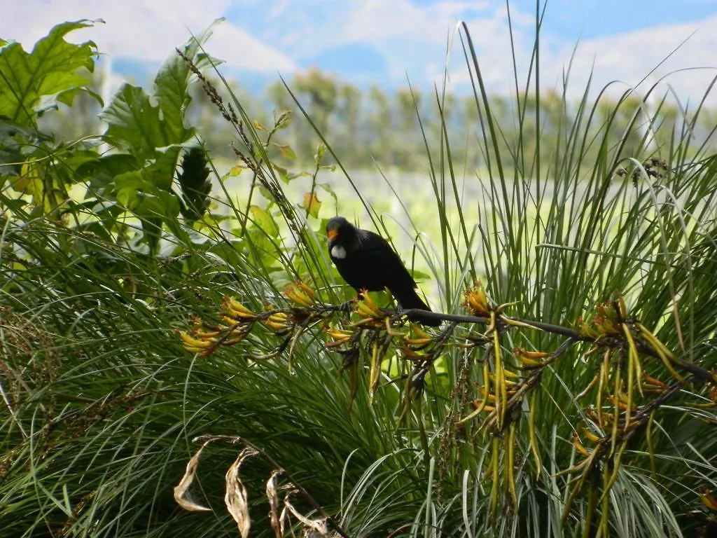 *** Bed & Breakfast Antares Homestay Renwick New Zealand